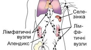 Конспект уроку. Біологія 8 клас. НУШ. Тема уроку  : Імунна регуляція