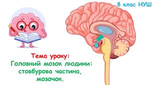 Презентація з біології 8 клас НУШ: Головний мозок людини: стовбурова частина, мозочок.