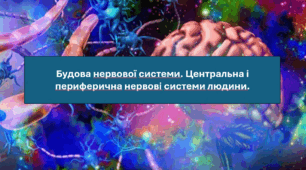 Презентація "Будова нервової системи. Центральна і периферична нервові системи людини. НУШ".