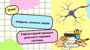 Нейрони, синапси, нерви. Рефлекторний принцип діяльності  нервової системи