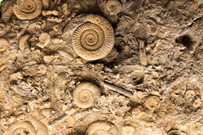 0801ewl4-d379-203x135.png