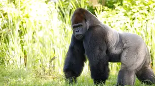 Всесвітній день горили (World Gorilla Day) відзначається щороку 24 вересня 