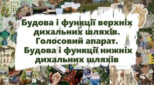 Будова і функції верхніх дихальних шляхів. Голосовий апарат. Будова і функції нижніх дихальних шляхів