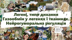 Легені, типи дихання .Газообмін у легенях і тканинах. Нейрогуморальна регуляція