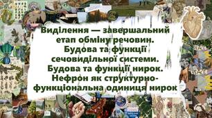Виділення — завершальний етап обміну речовин. Будова та функції сечовидільної системи. Будова та функції нирок. Нефрон як структурно-функціональна одиниця нирок