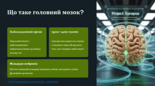 Головний мозок. Нерви.Лабораторне дослідження № 3. Вивчення будови головного мозку людини