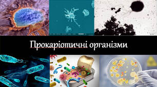§ 13. Прокаріотичні організми