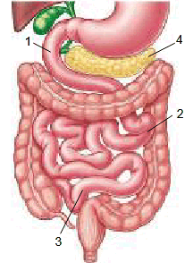 0801fshr-5572-216x303.png