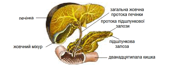 0801fshw-0085-545x212.png