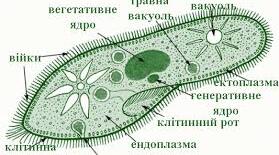 Одноклітинні евкаріоти мешканці прісних водойм і морів