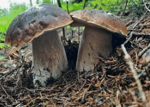 0801fyj0-9235-251x180.png