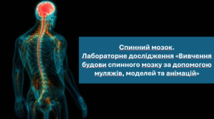 Презентація "Спинний мозок.  Лабораторне дослідження «Вивчення будови спинного мозку за допомогою муляжів, моделей та анімацій» НУШ".