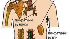 Презентація з теми "Імунна регуляція. Загальні ознаки та рівні організації". 8 клас. За модельною програмою В. Соболя. НУШ