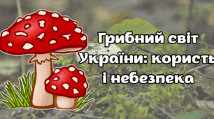 Грибний світ України: користь і небезпека