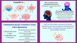 Головний мозок людини: стовбурова частина, мозочок