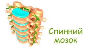Спинний мозок. Лабораторне дослідження “Вивчення будови спинного мозку людини.