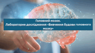 Презентація "Головний мозок. Лабораторне дослідження «Вивчення будови головного мозку» НУШ."