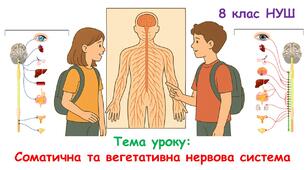 Презентація з біології 8 клас НУШ:Соматична та вегетативна нервова система
